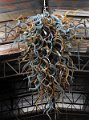IMG_6386